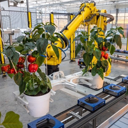 New automated phenotyping system