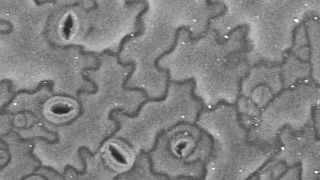Stomata on a leaf surface Stomata on a leaf surface