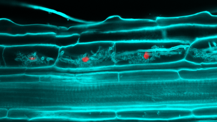 Confocal image showing the specific activation of symbiotic regulators (red) during distinctive stages of arbuscule development. (@Naomi Stuer) Confocal image showing the specific activation of symbiotic regulators (red) during distinctive stages of arbuscule development. (@Naomi Stuer)